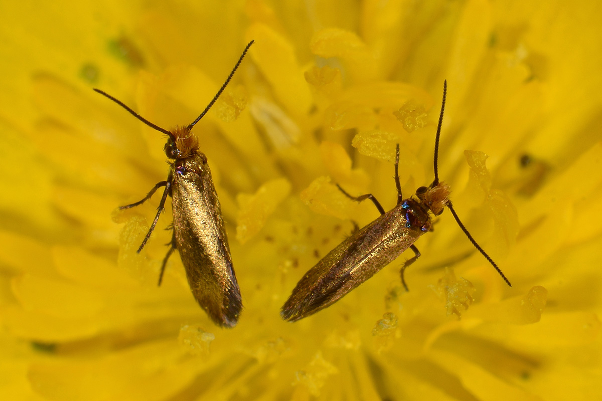 Micropterix sp? S: Micropterix garganoensis (cfr.)  - Micropterigidae